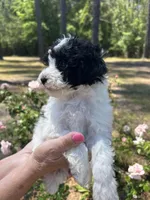 Abba, a female Poodle - Toy  for sale in Sumter, SC – Photo 2 of 5
