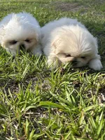 Percy, a male Pekingese for sale in Sumter, SC – 3 of 5