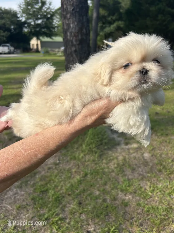 Penelope  – Pekingese puppy for sale in Sumter, SC