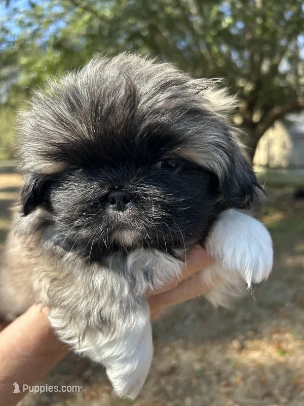 Sonny Boy  – Pekingese puppy for sale in Sumter, SC