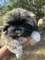Sonny Boy , a male Pekingese for sale in Sumter, SC – Photo 2 of 2