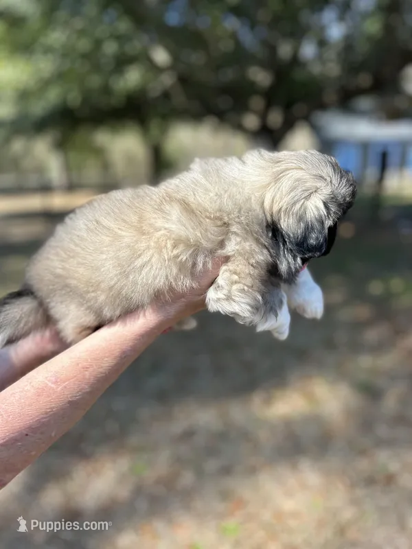 Sonny Boy  – Pekingese puppy for sale in Sumter, SC