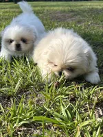 Penelope , a female Pekingese for sale in Sumter, SC – 2 of 4