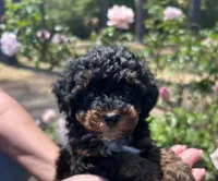 Max, a male Poodle - Toy  for sale in Sumter, SC – Photo 3 of 4
