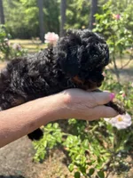 Max, a male Poodle - Toy  for sale in Sumter, SC – Photo 4 of 4
