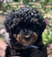 Max, a male Poodle - Toy  for sale in Sumter, SC – Photo 2 of 4