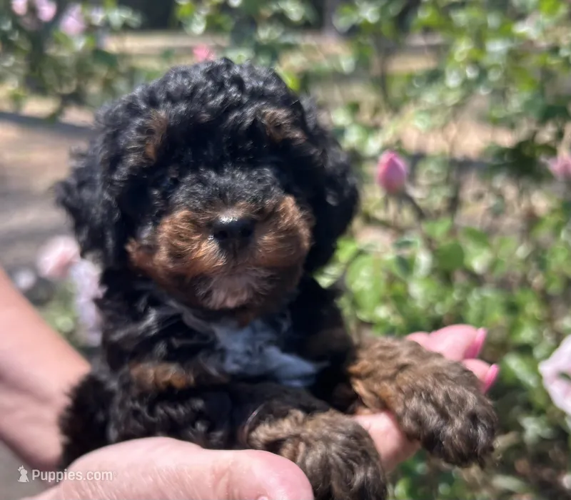 Max – Poodle - Toy  puppy for sale in Sumter, SC