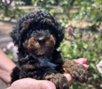 Max, a male Poodle - Toy  for sale in Sumter, SC – Photo 1 of 4