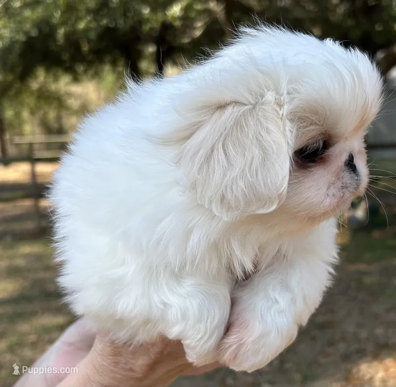 Clementine  – Pekingese puppy for sale in Sumter, SC