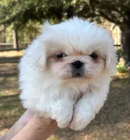 Clementine , a female Pekingese for sale in Sumter, SC – Photo 2 of 3