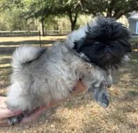Nutmeg, a female Pekingese for sale in Sumter, SC – Photo 2 of 3