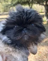 Nutmeg, a female Pekingese for sale in Sumter, SC – Photo 1 of 3
