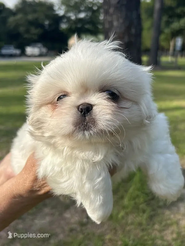 Percy – Pekingese puppy for sale in Sumter, SC