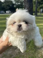 Percy, a male Pekingese for sale in Sumter, SC – 2 of 5