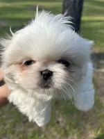 Percy, a male Pekingese for sale in Sumter, SC – 5 of 5