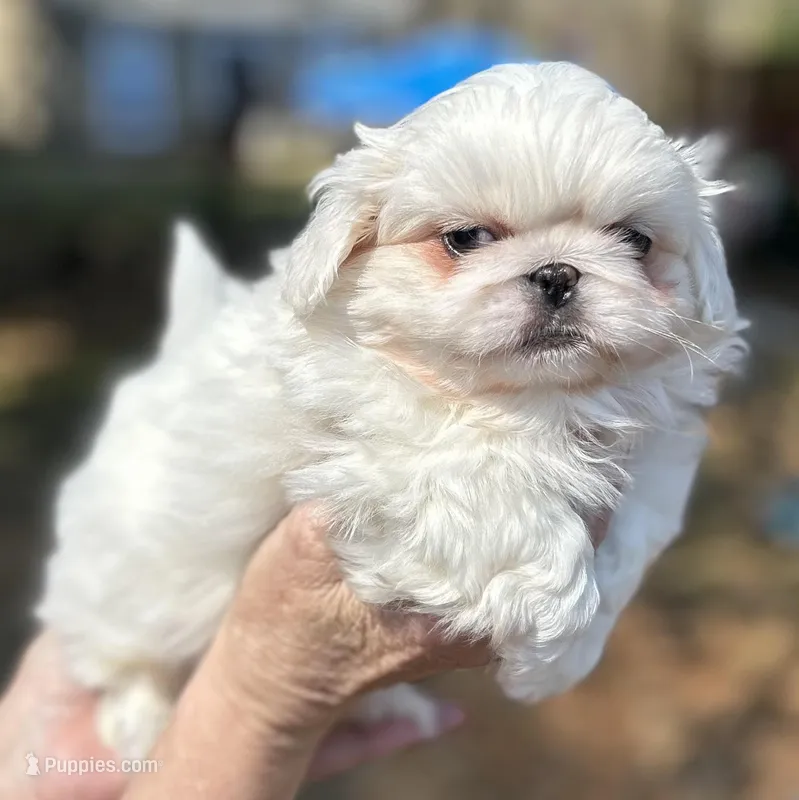 Flake – Pekingese puppy for sale in Sumter, SC