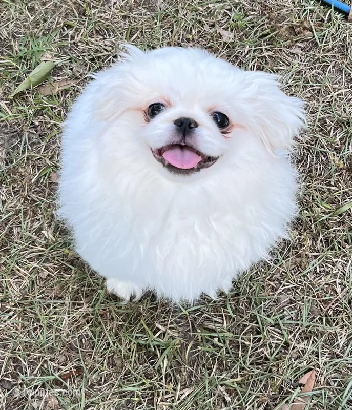 Flake – Pekingese puppy for sale in Sumter, SC