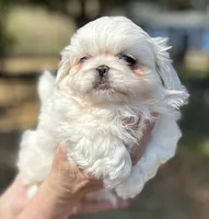 Flake, a male Pekingese for sale in Sumter, SC – Photo 2 of 2