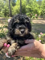 Benny, a male Poodle - Toy  for sale in Sumter, SC – Photo 2 of 4