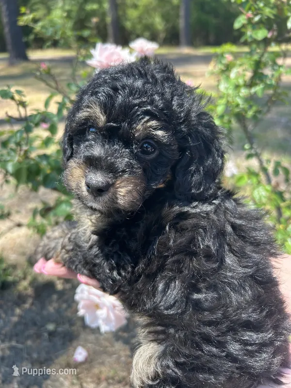 Benny, a male Poodle - Toy  for sale in Sumter, SC – Photo 1 of 4