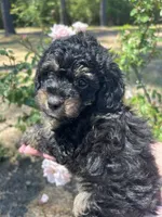 Benny, a male Poodle - Toy  for sale in Sumter, SC – Photo 1 of 4
