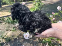 Benny, a male Poodle - Toy  for sale in Sumter, SC – Photo 3 of 4