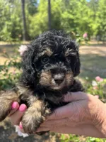 Benny, a male Poodle - Toy  for sale in Sumter, SC – Photo 4 of 4