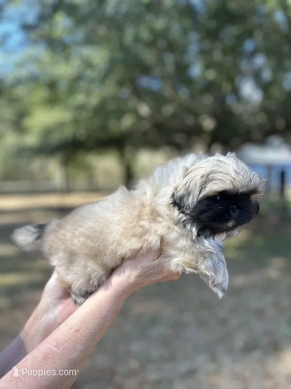 Cinnamon  – Pekingese puppy for sale in Sumter, SC