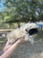 Cinnamon , a female Pekingese for sale in Sumter, SC – Photo 1 of 2