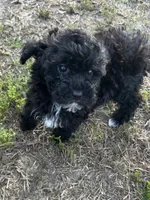 Olive Oil, a female Poodle - Toy  for sale in Sumter, SC – 4 of 4
