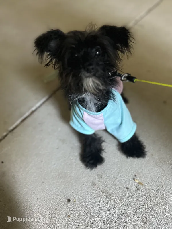 Sassy – Yorkshire Terrier puppy for sale in Greensboro, NC