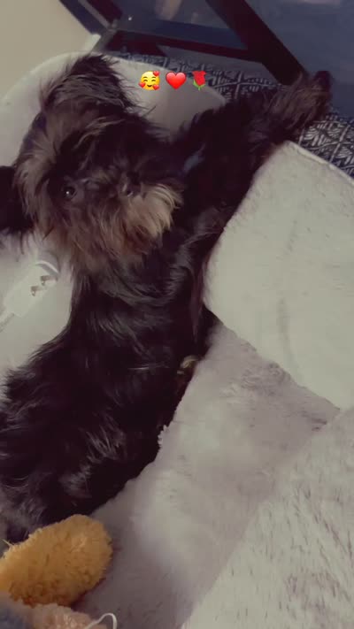 Sassy, a female Yorkshire Terrier for sale in Greensboro, NC – 3 of 3
