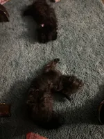 Sassy, a female Yorkshire Terrier for sale in Greensboro, NC – 2 of 3