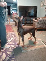 Male 6, a male Doberman Pinscher for sale in Lynchburg, OH – 2 of 8