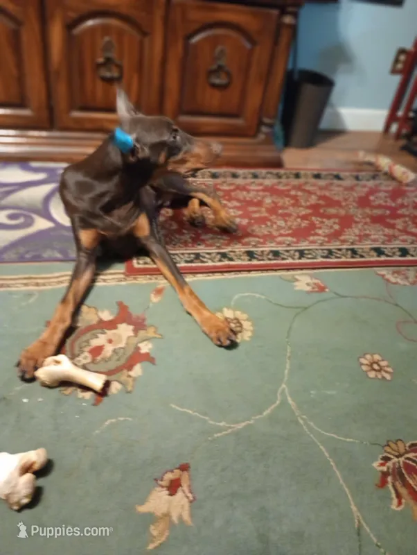Male 6 – Doberman Pinscher puppy for sale in Lynchburg, OH