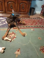 Male 6, a male Doberman Pinscher for sale in Lynchburg, OH – Photo 3 of 8