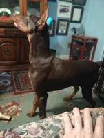Male 6, a male Doberman Pinscher for sale in Lynchburg, OH – Photo 2 of 8