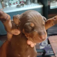 Male 6, a male Doberman Pinscher for sale in Lynchburg, OH – Photo 7 of 8