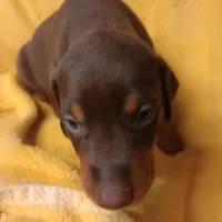 Male 6, a male Doberman Pinscher for sale in Lynchburg, OH – Photo 8 of 8