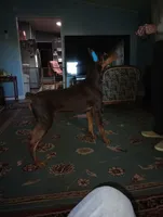 Male 6, a male Doberman Pinscher for sale in Lynchburg, OH – 8 of 8