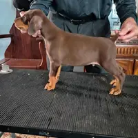 Male 6, a male Doberman Pinscher for sale in Lynchburg, OH – Photo 4 of 8