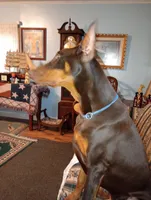 Male 6, a male Doberman Pinscher for sale in Lynchburg, OH – 3 of 8