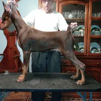 Male 6, a male Doberman Pinscher for sale in Lynchburg, OH – Photo 6 of 8