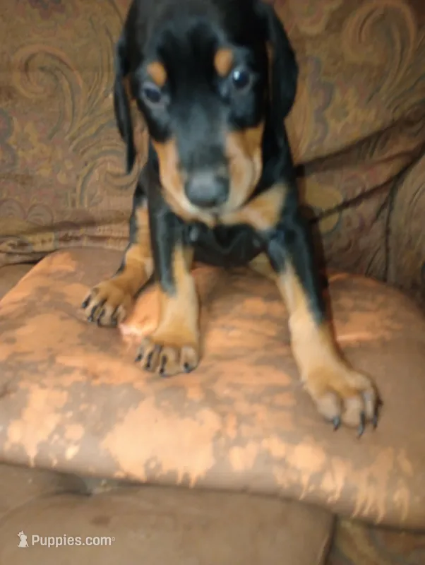 Dixie – Doberman Pinscher puppy for sale in Lynchburg, OH