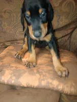 Dixie, a female Doberman Pinscher for sale in Lynchburg, OH – 1 of 1