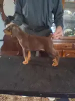 Female 1, a female Doberman Pinscher for sale in Lynchburg, OH – Photo 1 of 3