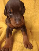 Female 1, a female Doberman Pinscher for sale in Lynchburg, OH – Photo 2 of 3