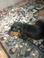 Eevee, a female Doberman Pinscher for sale in Lynchburg, OH – 1 of 1