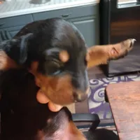 Male 5, a male Doberman Pinscher for sale in Lynchburg, OH – Photo 2 of 5