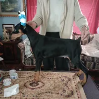 Male 5, a male Doberman Pinscher for sale in Lynchburg, OH – Photo 3 of 5